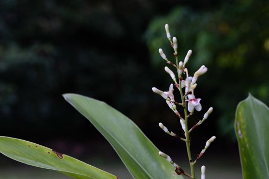 Galangal flower is blooming in the garden.