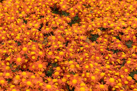 Beautiful chrysanthemum flowers orange.