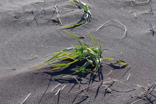 Grass on the background of black volcanic sand, Kamchatka