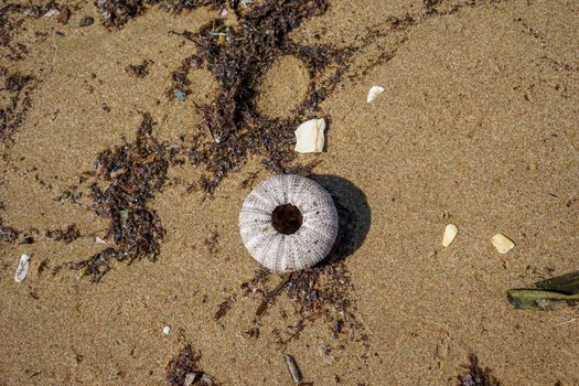 Skeleton of a sea urchin on the background of sand and algae