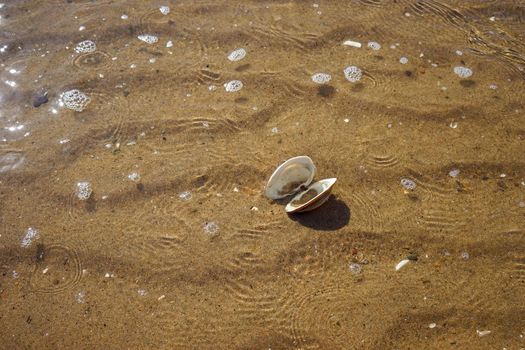 Sea summer vacation background.Seashells on sand.