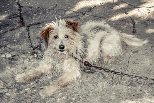 He lies on a concrete walkway and looks into the camera.