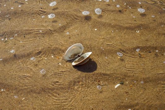 Sea summer vacation background.Seashells on sand.