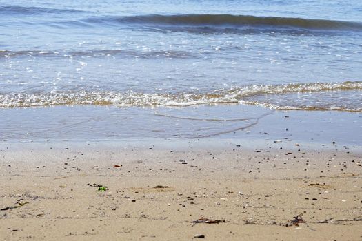 Sea summer vacation background.Seashells on sand.