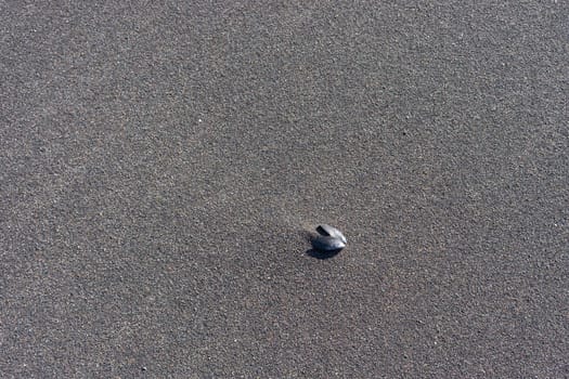Natural background of black volcanic sand and mollusk shells.