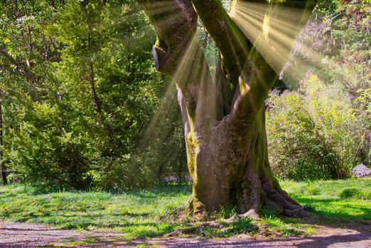 Natural landscape with views of vegetation and a large tree, through the leaves of which the rays of the sun Shine