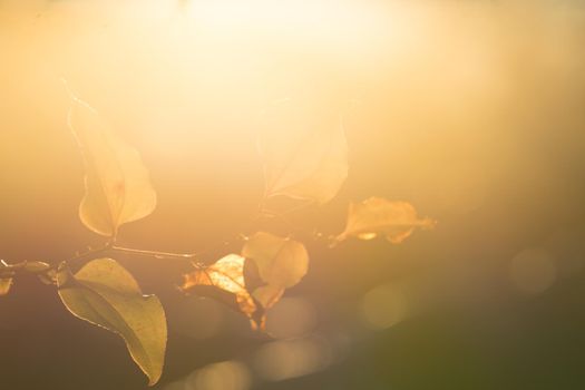 a branch of the climbing plant against strong back light on blurred background