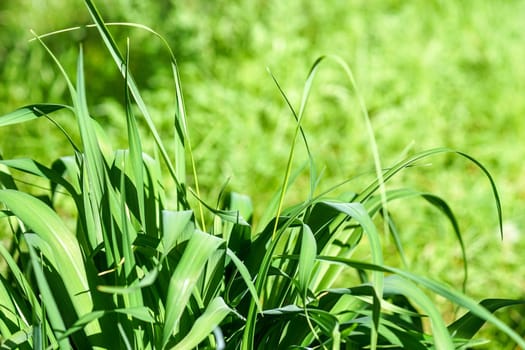 Natural background with bright green grass of different heights on a Sunny day.