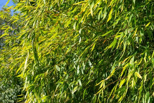 Natural green background with bamboo leaves.