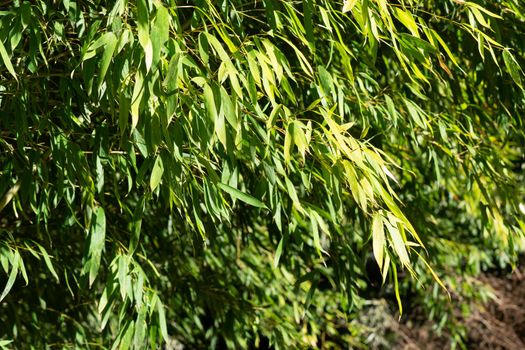 Natural green background with bamboo leaves.
