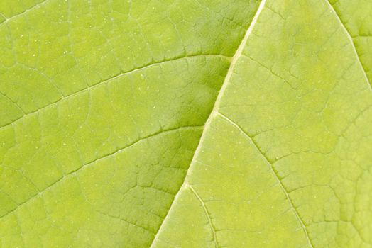 Green blooming leaf macro texture .Texture or background