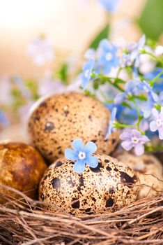 quail eggs in the nest and forget-me-not