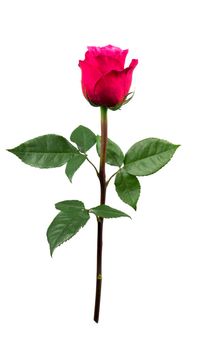 beautiful red rose on a white background