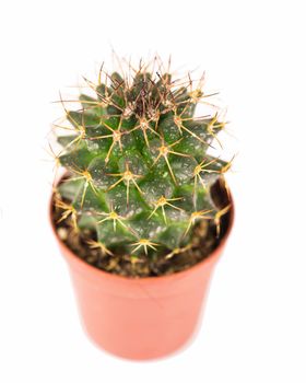 close up of small cactus houseplant in pot on white background