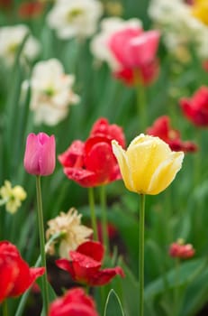 Tulips flowers on a blur background of nature. Spring background