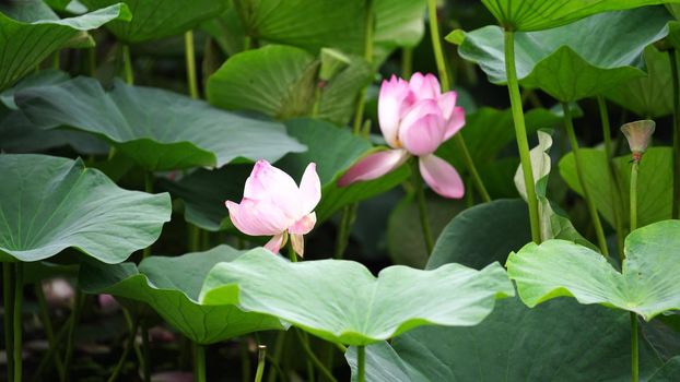 Natural background with Lotus flowers on the background of leaves.