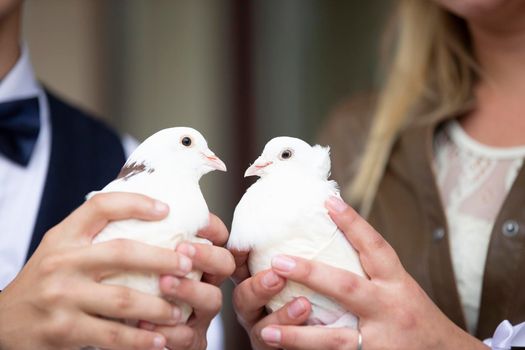 Hands of the bride and groom hold wedding white doves.