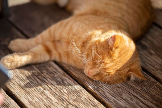 Ginger street cat sleeps on a wooden bench in the sun.