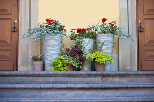 Doors, steps and flower pots. Background city wall.