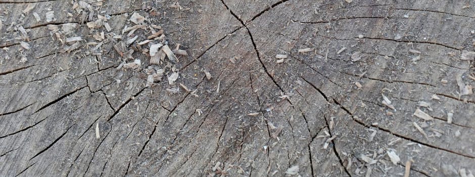 Wooden texture of an old tree with crevices.