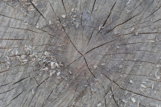 The texture of an old cut stump with clefts.
