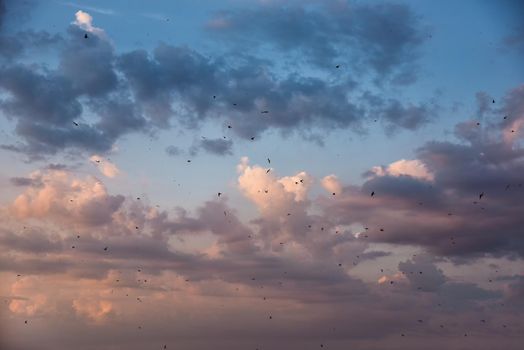 many birds flying in the sky, nature series