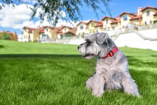 portrait of a beautiful dog schnauzer sitting on the grass and looking into the distance in the park.The concept of love for animals. best friends.