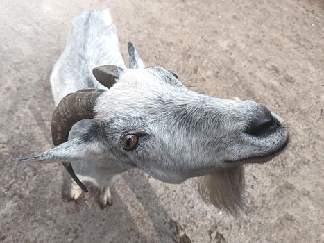 the goat is looking at the camera. farm and farming concept.