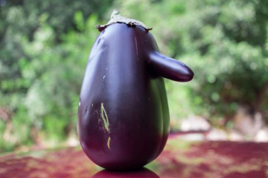 Funny purple fresh natural organic vegetable eggplant with long nose on green