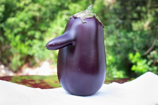 Funny purple natural organic vegetable eggplant with long nose on green background