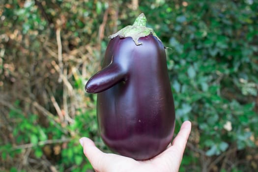 Funny purple fresh natural organic vegetable eggplant with nose held in hand