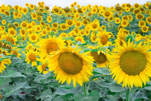 Bright yellow orange sunflowers on countryside summer field meadow