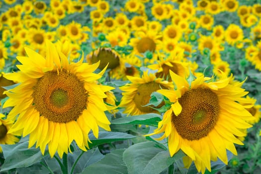 Colorful bright yellow sunflowers on countryside summer field meadow