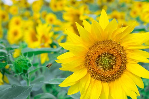 Small honeybee flying on yellow bright sunflower gathering honey on field