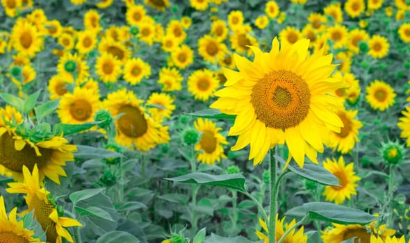 Colorful bright orange sunflowers on countryside summer field meadow