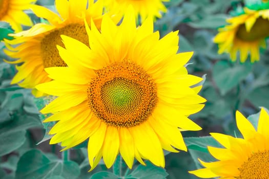 Close-up of round yellow sunflower on field