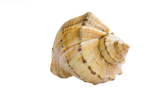 Marine life: big light bright yellow orange gastropod seashell close-up on white background