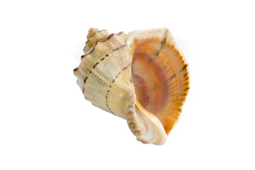 Marine life: big light bright yellow orange gastropod seashell close-up on white background