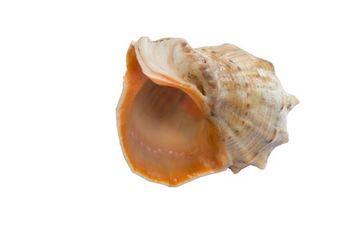 Marine life: big light bright yellow orange gastropod seashell close-up on white background