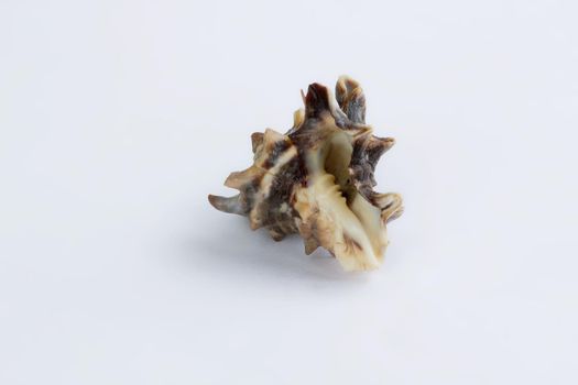 Marine life: light brown spiny itchy gastropod seashell close-up on white background