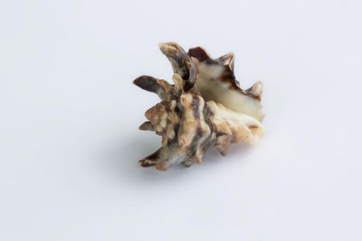 Marine life: light brown spiny itchy gastropod seashell close-up on white background