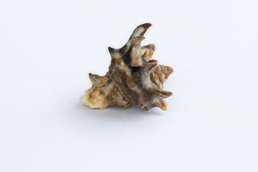 Marine life: light brown spiny itchy gastropod seashell close-up on white background