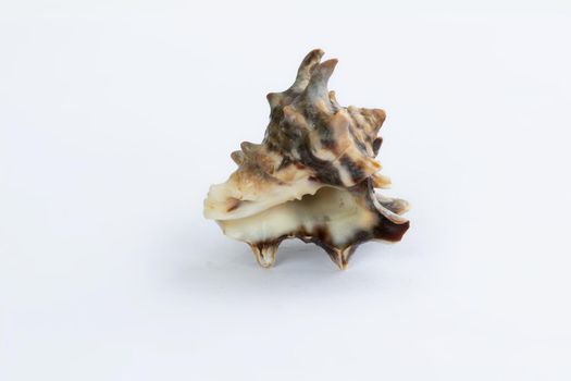 Marine life: light brown spiny itchy gastropod seashell close-up on white background