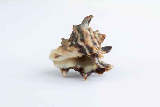 Marine life: light brown spiny itchy gastropod seashell close-up on white background