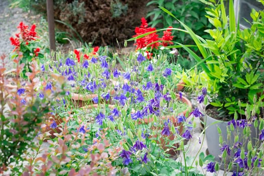 Floral background of small  light blue meadow and red garden flowers