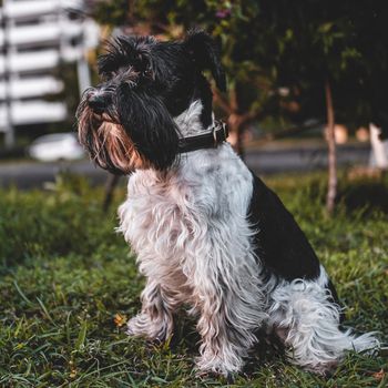 Miniature Schnauzer chilling in the grass during sunset. High quality photo