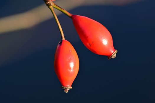 Close-up of two rose hips against a blue background