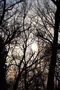 Trees and bushes without leaves in winter backlit by a sunset