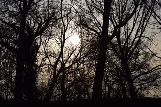 Trees and bushes without leaves in winter backlit by a sunset