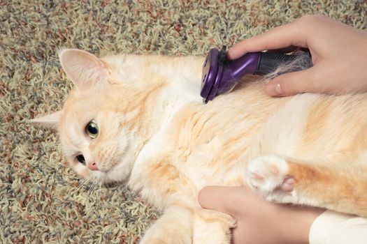 Furminator combing a cute creamy British cat. Pet care, grooming concept.
